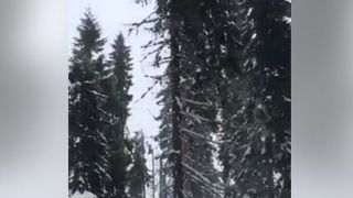 Brazii cu crengile rupte de avion sunt martorii tacuti aoi tragediei