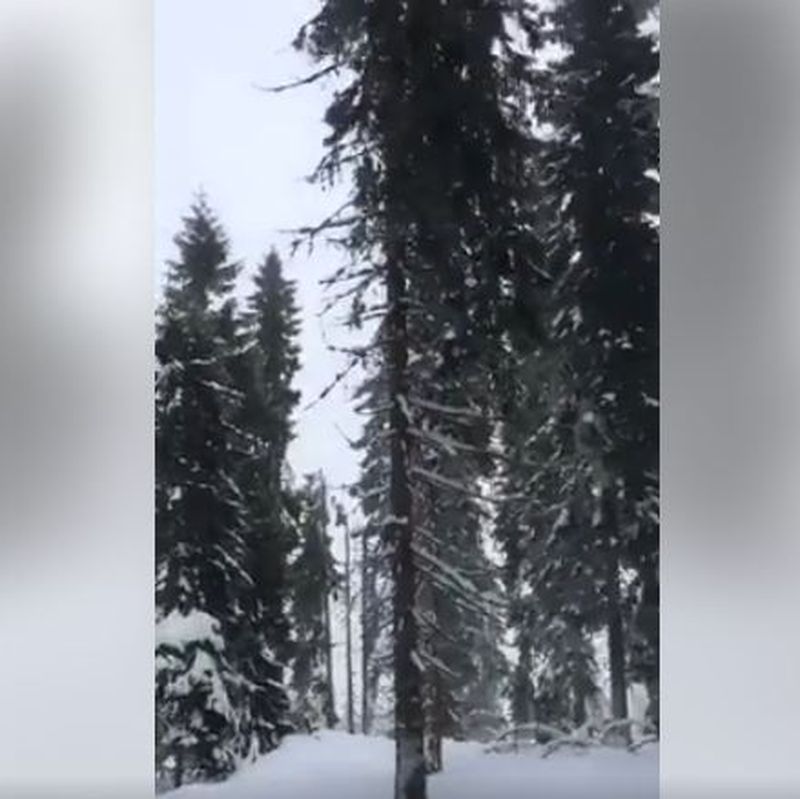 Brazii cu crengile rupte de avion sunt martorii tacuti aoi tragediei