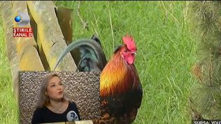 Incepe Anul Cocosului de foc. Astrolog: "Este un an dificil cu multe conflicte"