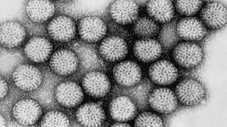 Epidemie de rotavirus in judetul Alba. Numarul de cazuri este de trei ori mai mare comparativ cu 2016