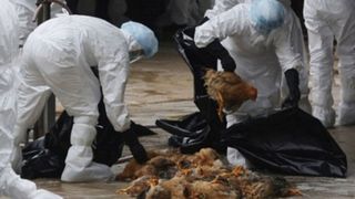 Ucraina interzice importul de carne de pui din Prahova , din cauza gripei aviare