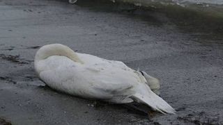 Aproape 40 de cadavre de pasari salbatice descoperite intr-o singura zi, in Constanta. Specialistii au recoltat probe