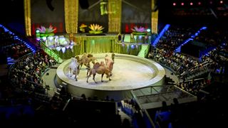 Dresura de animale ar putea fi interzisa la Circul Globus