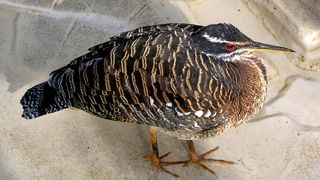 Caz de gripa aviara in judetul Galati. S-au luat masuri speciale pentru noua localitati din judetul vecin, Vrancea