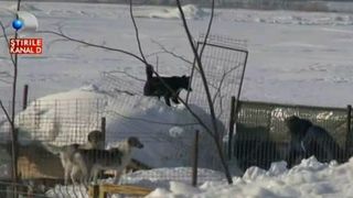 500 de animale salvate din situatii critice. Au ramas inzapezite, insa oameni cu suflet mare au scos animalele de sub nameti