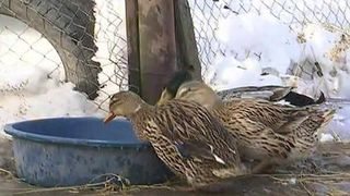 Sute de pasari moarte zac in curtile oamenilor, autoritatile nu ii pot ajuta - Cum s-a ajuns in aceasta situatie?