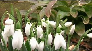 Vine primavara? Au aparut deja ghioceii, iar temperaturile continua sa creasca. Ce ne asteapta pana la sfarsitul lunii februarie