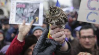 Protest la Cotroceni. Amenda sau inchisoare pentru barbatul care a venit cu o cucuvea
