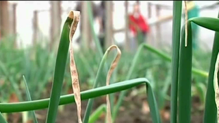 Vremea rece a facut ravagii in culturi! Agricultorii se tem ca vor ramane fara recolta din aceasta primavara