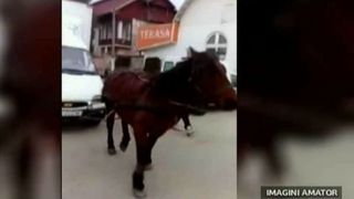 Imagini socante au fost surprinse in Gorj! Un cal este pus sa tracteze o autoutilitara pe un drum national, iar animalul abia poate sa inainteze.