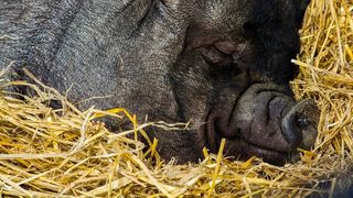 A vrut sa taie un porc, iar dupa cateva minute a fost gasit inghetat langa animal