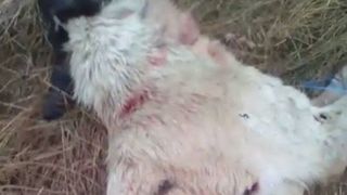 Cruzime fara margini. S-a filmat in timp ce spinteca un caine cu securea. Criminalul este un un cioban din Arad