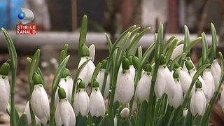 Au inflorit ghioceii in Timisoara: Este primul semn ca vine primavara