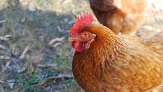 Zece pasari au murit in doua gospodarii din judetul Constanta! Autoritatile suspecteaza un focar de gripa aviara