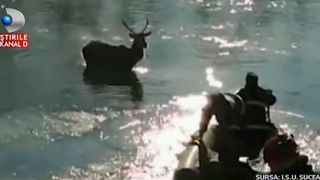 6 angajati ai ISU au incercat sa scoata un cerb din apele inghetate ale Bistritei. Misiune cum n-ati mai vazut pentru pompierii din Suceava.