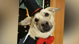 Un maidanez din Romania, pe scena impreuna cu cel mai cunoscut dresor din lume! A fost abandonat la ghena de gunoi, insa acum a ajuns un star