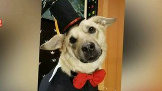 Un maidanez din Romania, pe scena impreuna cu Cesar Millan, cel mai cunoscut dresor din lume! Costi va fi vedeta galei aniversare Kola Kariola