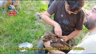 Primavara este mai aproape decat ne imaginam. Acvila Arlie a facut o prevestire care ii bucura pe toti romanii. Detalii