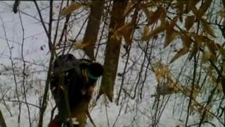 Imagini terifiante intr-o padure din Iasi! Mai multe caprioare se zbat in laturi puse de braconieri