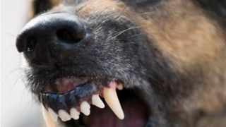 O fetita de opt ani din Iasi, la spital dupa ce a fost muscata de doi caini pe strada; Politia face ancheta