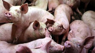 Pensionar din Dambovita,  mancat de viu de porcii pe care-i crestea in casa