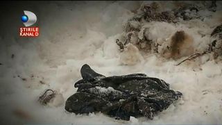 O femeie de 46 ani a fost gasita sfasiata de caini, dupa trei luni. Famili si vecinii nu au anuntat ca femeia a disparut de acasa