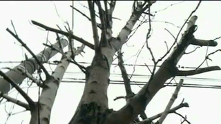 Noua atractie a Constantei sunt copacii fara crengi? Cum s-a ajuns in aceasta situatie ridicola si cine se face vinovat