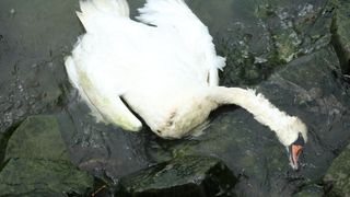 Gripa aviara confirmata la două pasari gasite moarte in Parcul Tineretului din Capitala. Cadavrele au fost deja incinerate