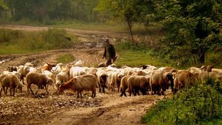 Cioban de 37 de ani din Galati, gasit mort intr-un sant pe drumul dintre Constanta si Tulcea