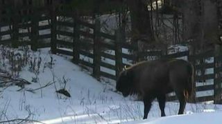 Doi zimbri au devenit vedete de cand au fost lasati in libertate! Ce s-a intamplat astazi la La Centrul Parcului Natural Vantori