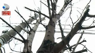 Noua atractie a Constantei sunt copacii fara crengi? Dorel a macelarit sute de arbori de pe un bulevard. Prinsi asupra faptului, lucratorii au avut o reactie uluitoare!