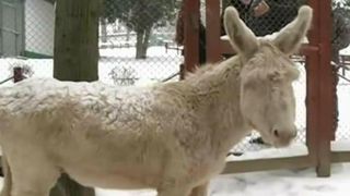 Doi magari albi cu ochii albastri sunt vedetele gradinii zoologice din Resita