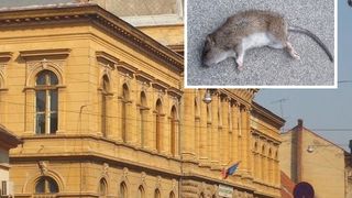 Liceul in care elevii au gasit un sobolan mort pe hol, amendat de DSP cu 3.000 de lei