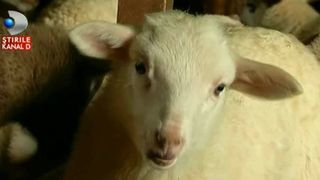 Negustorii din primul sat din Romania care a primit certificat ecologic ne promit cei mai frumosi si grasi miei de Paste