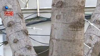 Raspuns halucinant al Primariei, dupa imaginile groazei care arata mormane de seringi folosite si aruncate in centrul Bucurestiului