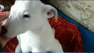 Oameni cu suflet bun au ajutat sute de animalute strivite de masini, abandonate, sau maltratate. Transformari incredibile ale unor suflete nevinovate care au nevoie de dumneavoastra