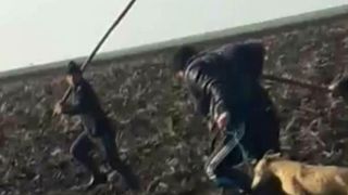 Imagini cumplite au fost filmate pe un camp din Teleorman. Doi tineri spun ca au fost batuti cu batele, iar cainii le-au fost impuscati cu o arma de vanatoare