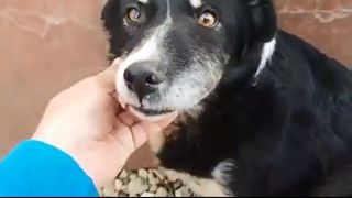 Cea mai trista poveste despre un catel: are cancer, iar zilele ii sunt numarate! Cum il rasfata cel care are grija de el