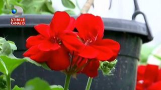 A inceput goana dupa flori pentru doamne! De unde puteti sa cumparati buchete la un pret accesibil