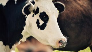 22 de bovine au fost ucise si incinerate in Bacau pentru ca asa prevede legislatia europeana