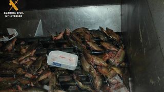 Doua tone de peste stricat pentru consum, cu destinatia Romania