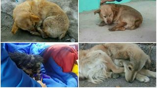 Au fost abandonati si lasati sa agonizeze la marginea drumului! Au stat in frig zile intregi fara ca cineva sa ii ajute