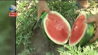 Pepeni dulci de Dabuleni, mai rapid pe tarabe? Agricultorii au o strategie prin care productia de pepeni va fi stimulata