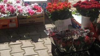 Amenzi de peste 4,5 milioane de lei pentru comert ilegal cu flori si plante ornamentale, in perioada 1 februarie - 9 martie