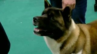 Bucurestiul a devenit capitala celor mai frumosi caini.