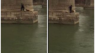 Caine ramas blocat pe un pilon al unui pod CFR din albia raului Siret, salvat de pompieri