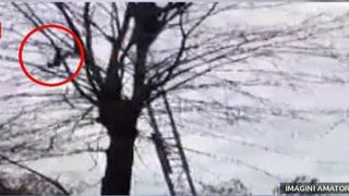 Pompierii au salvat o pisica dupa ce a stat 3 zile intr-un copac