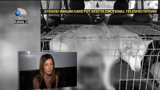Tratament incredibil de cruzime la adapostul din Navodari. Medicul veterinar a mutilat fara mila cainii din adapost. Imagini cu un mare impact emotional