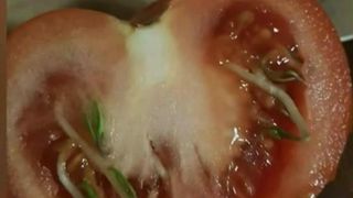 A vrut sa isi faca o salata, dar a avut socul vietii ei. O femeie din Arad a ramas impietrita cand a taiat rosia. Inspectorii DSV: &bdquo;N-am mai vazut niciodata asa ceva&rdquo;