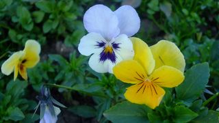 Locuitorii din Slatina, pacaliti de fostul primar. Darius Valcov a dat 2,5 milioane de lei pe cateva panselute. Pretul a fost umflat de 3 ori